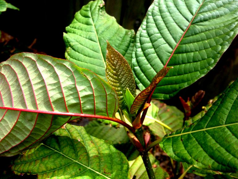 Can I Buy Kratom Online
