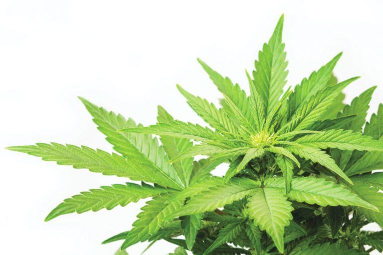 Use of cannabis and its medical purposes via online