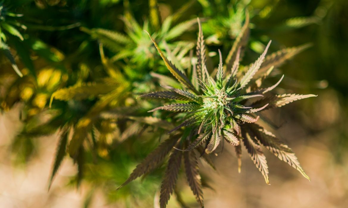 Guide to THC Edibles