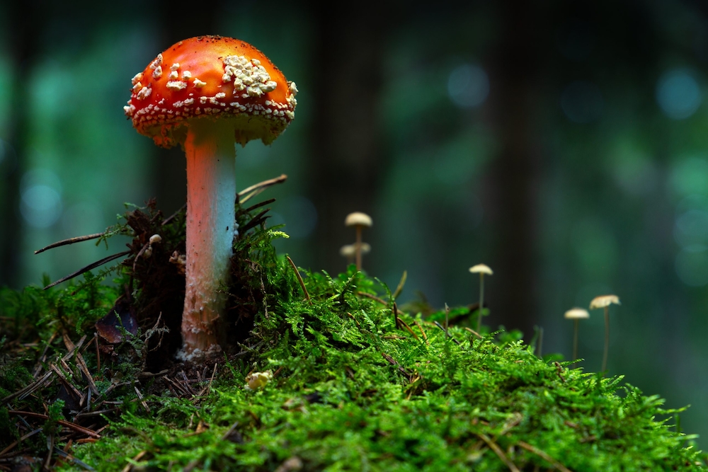 mushroom gummy