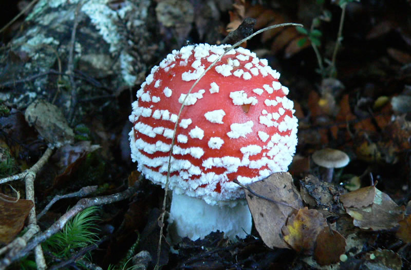 Amanita Mushroom